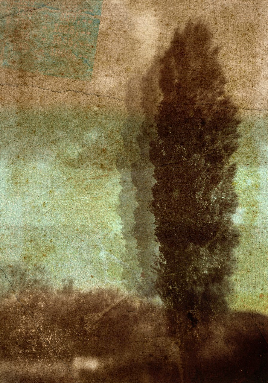 Arboretum | Claire Newman-Williams | Limited Edition Photographic Print