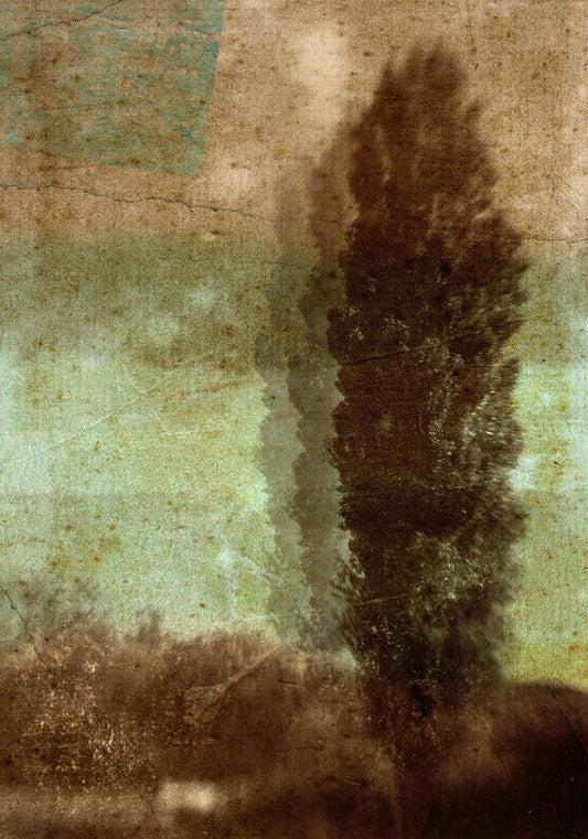 Arboretum | Claire Newman-Williams | Limited Edition Photographic Print