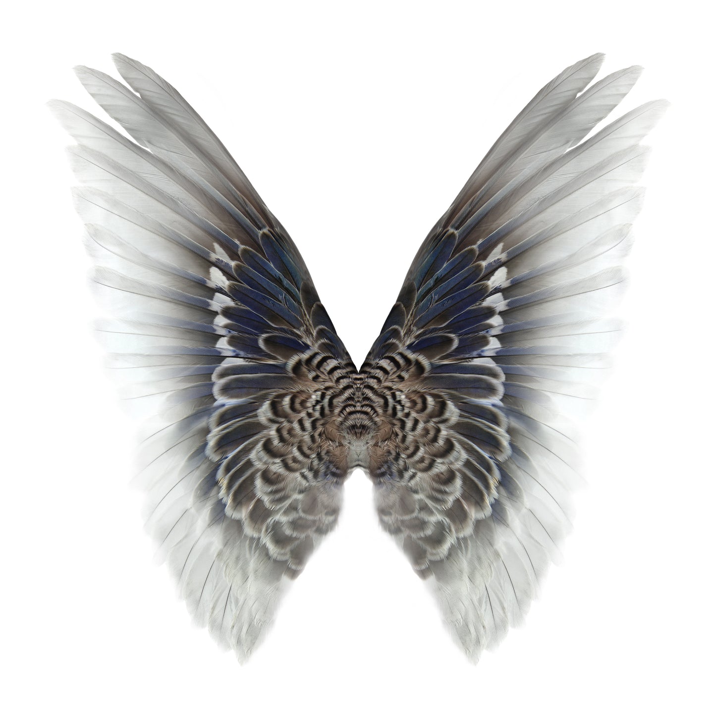 Gareth Hayward- Hybrid 1, Limited edition-TAP Galleries