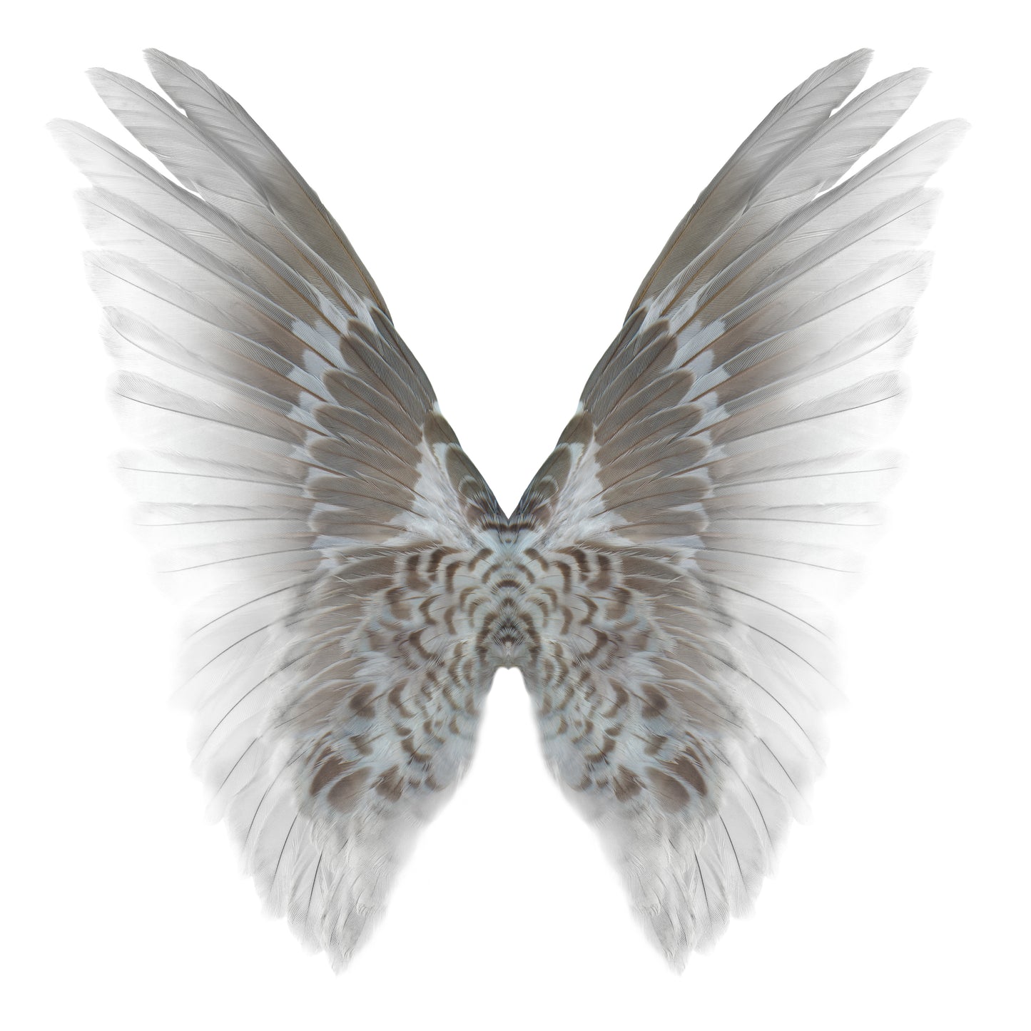 Gareth Hayward- Hybrid 2, Limited edition-YAP Galleries