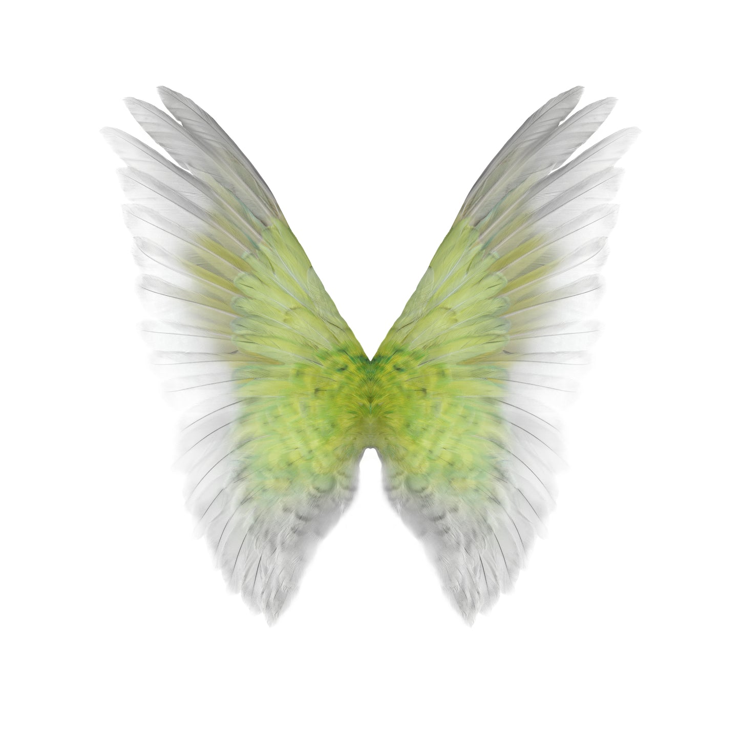 Gareth Hayward- Hybrid 3, Limited edition- TAP Galleries