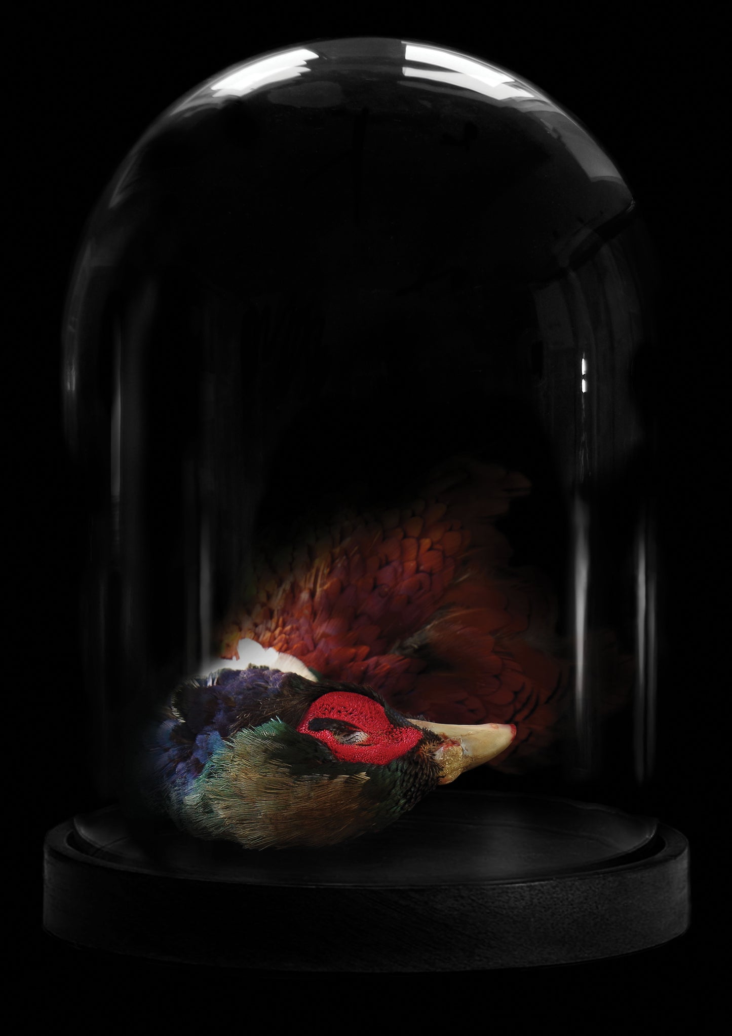Gareth Hayward- Dome 2, Digital- TAP Galleries