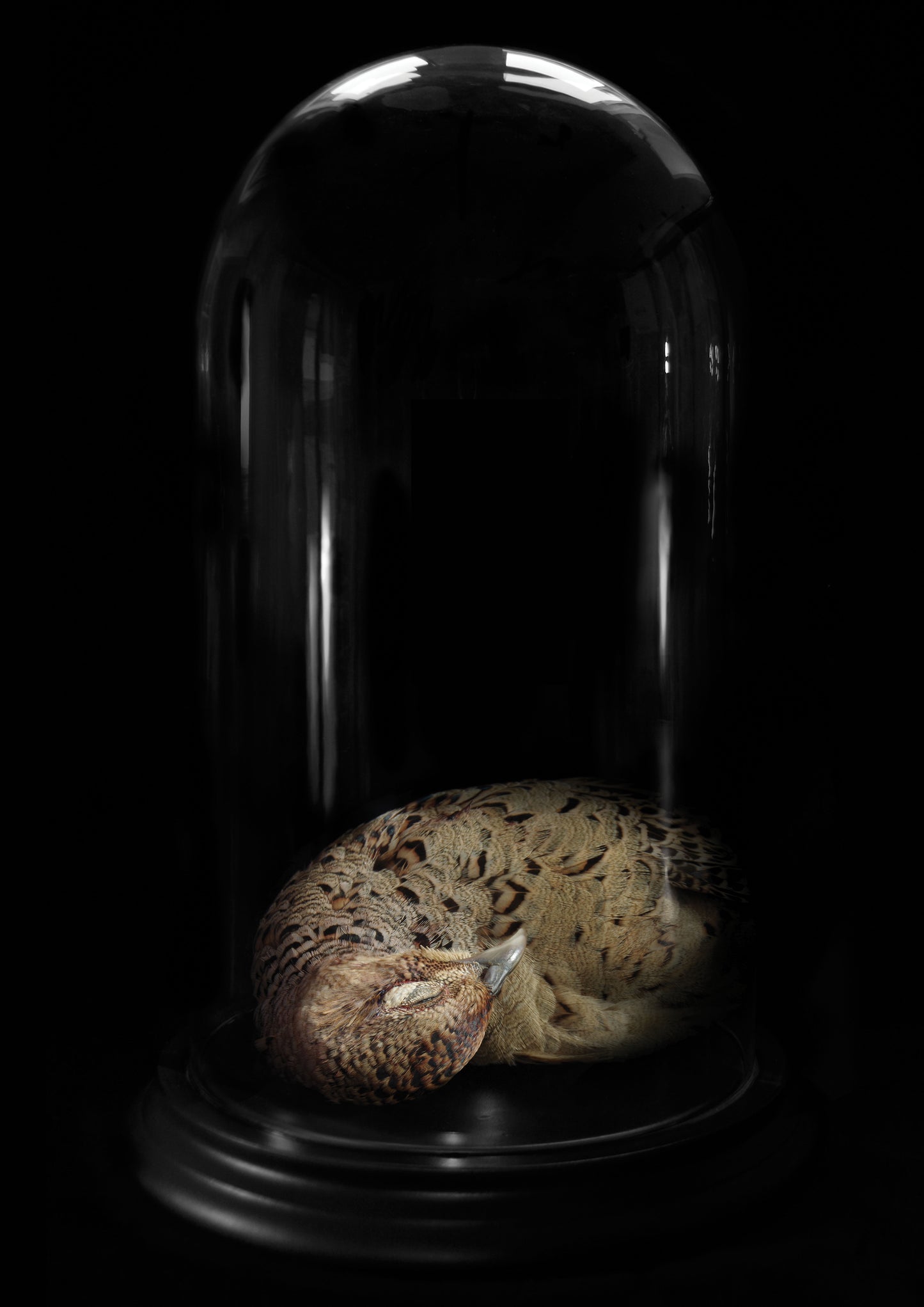Gareth Hayward- Dome 3, Digital -TAP Galleries