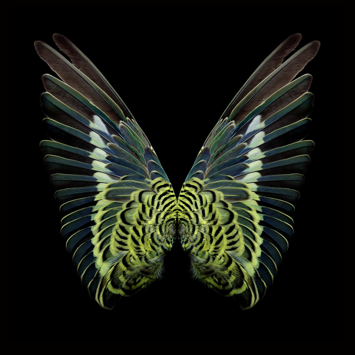 Gareth Hayward- Artist- New species 1, Print, Digital - TAP Galleries