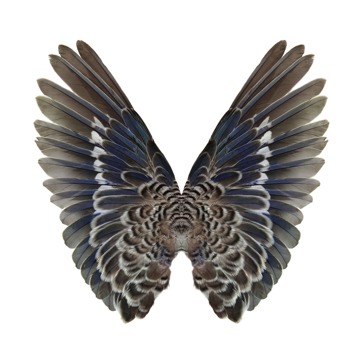 Gareth Hayward- New species 2, Print, Digital - TAP Galleries