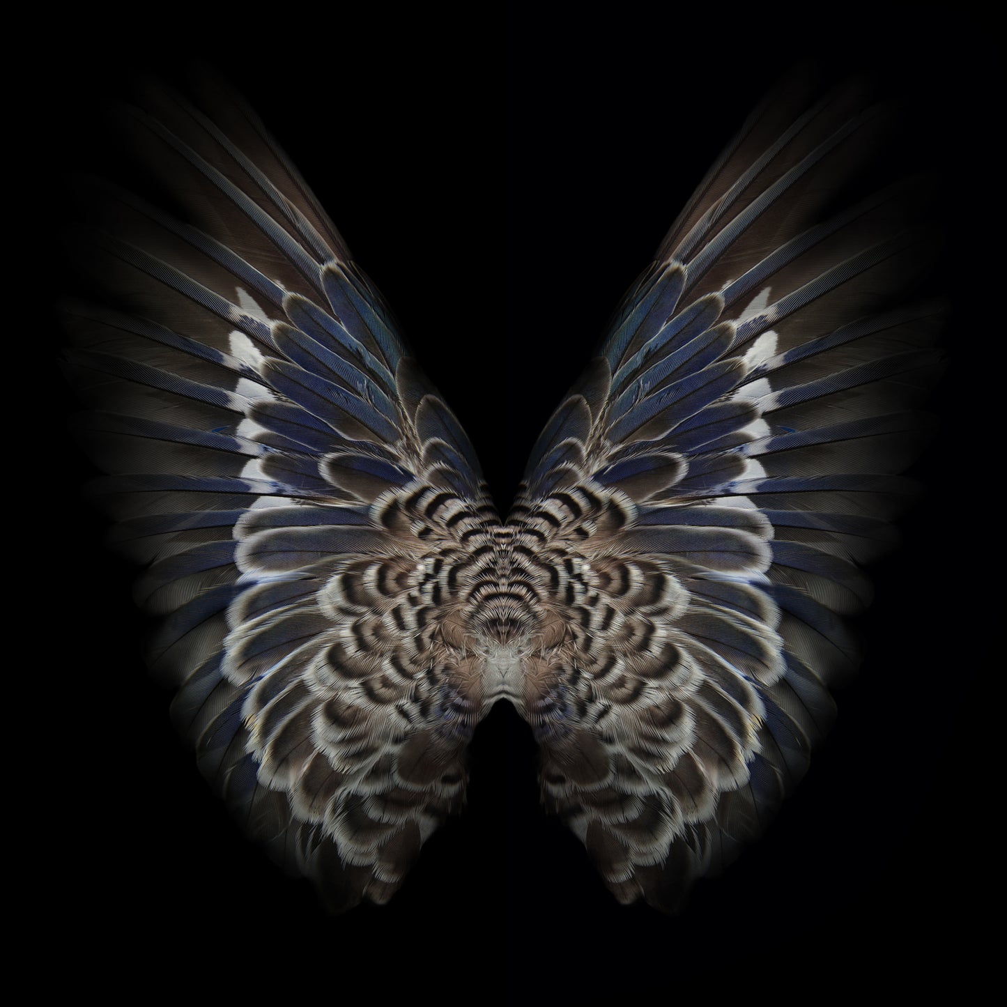 Gareth Hayward | New Species 4