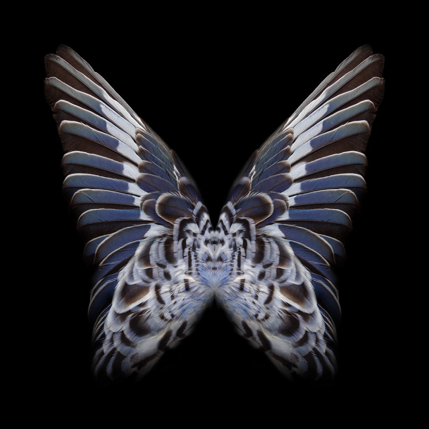 Gareth Hayward | New Species 5