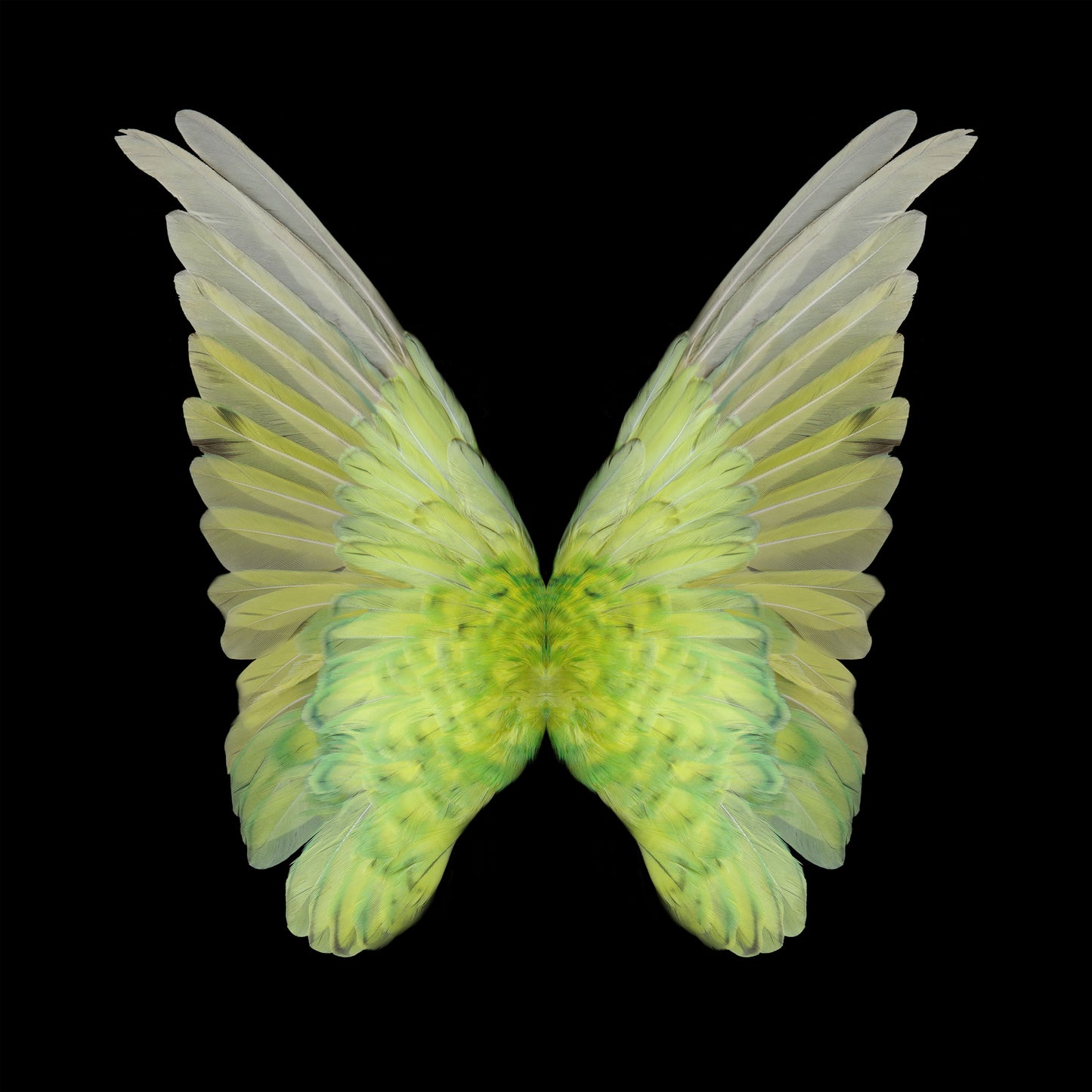 Gareth Hayward | New Species 6