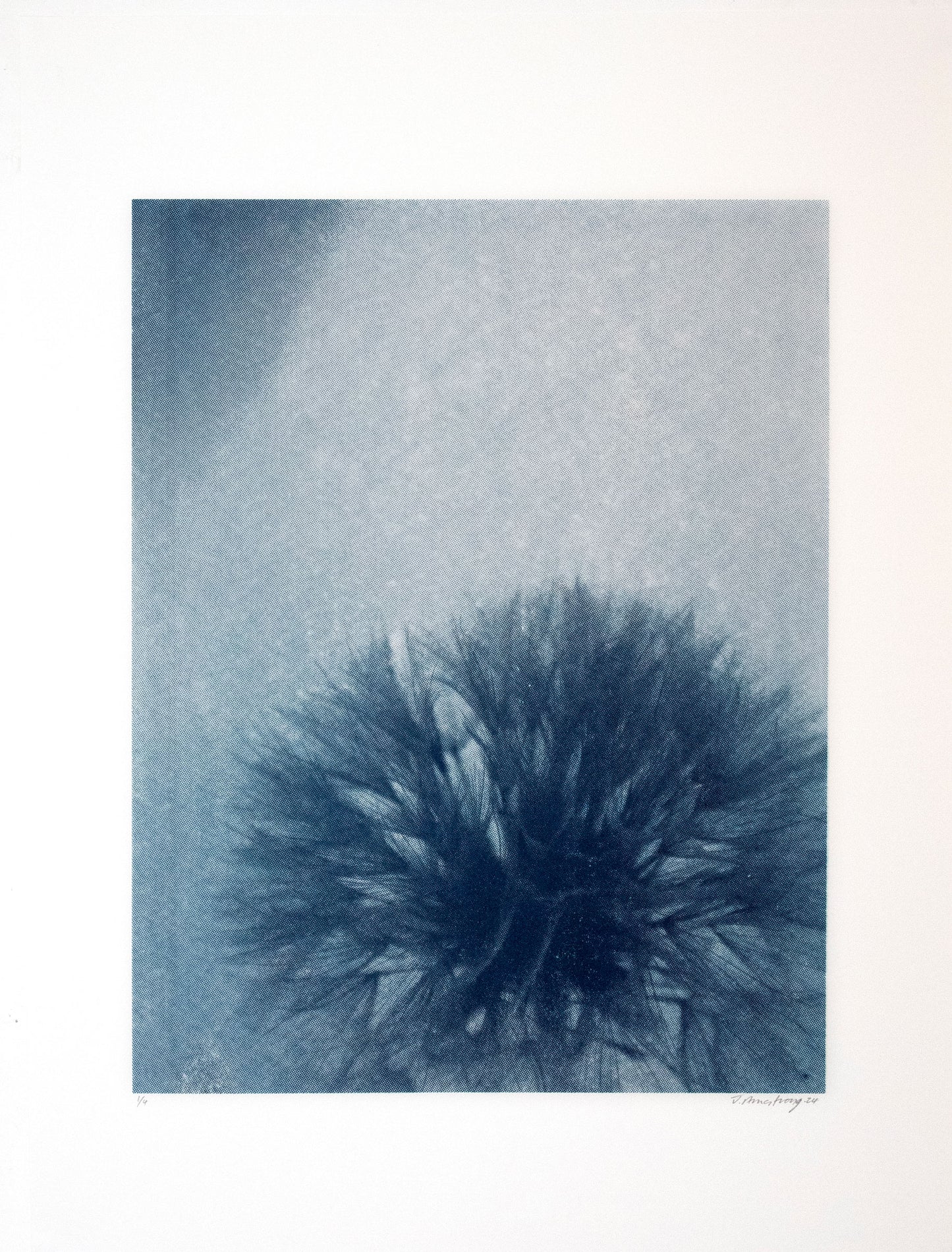 Jonathan Armstrong | Dandelion - Blue
