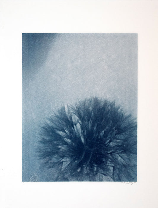 Jonathan Armstrong | Dandelion - Blue
