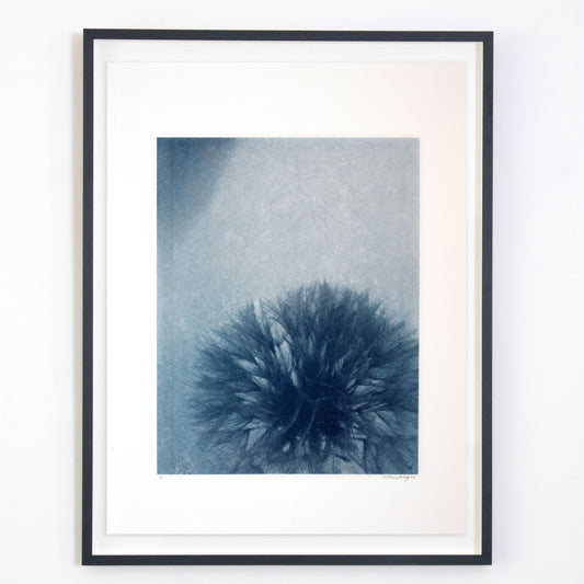 Jonathan Armstrong | Dandelion - Blue