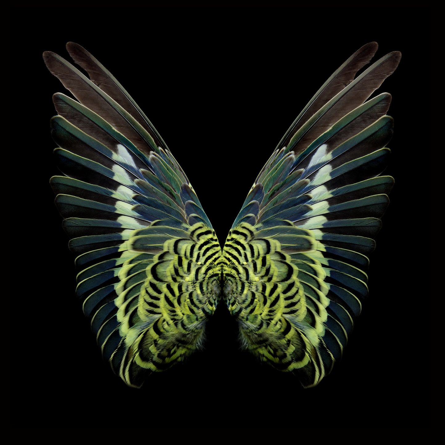 Gareth Hayward- Artist- New species 1, Print, Digital - TAP Galleries 
