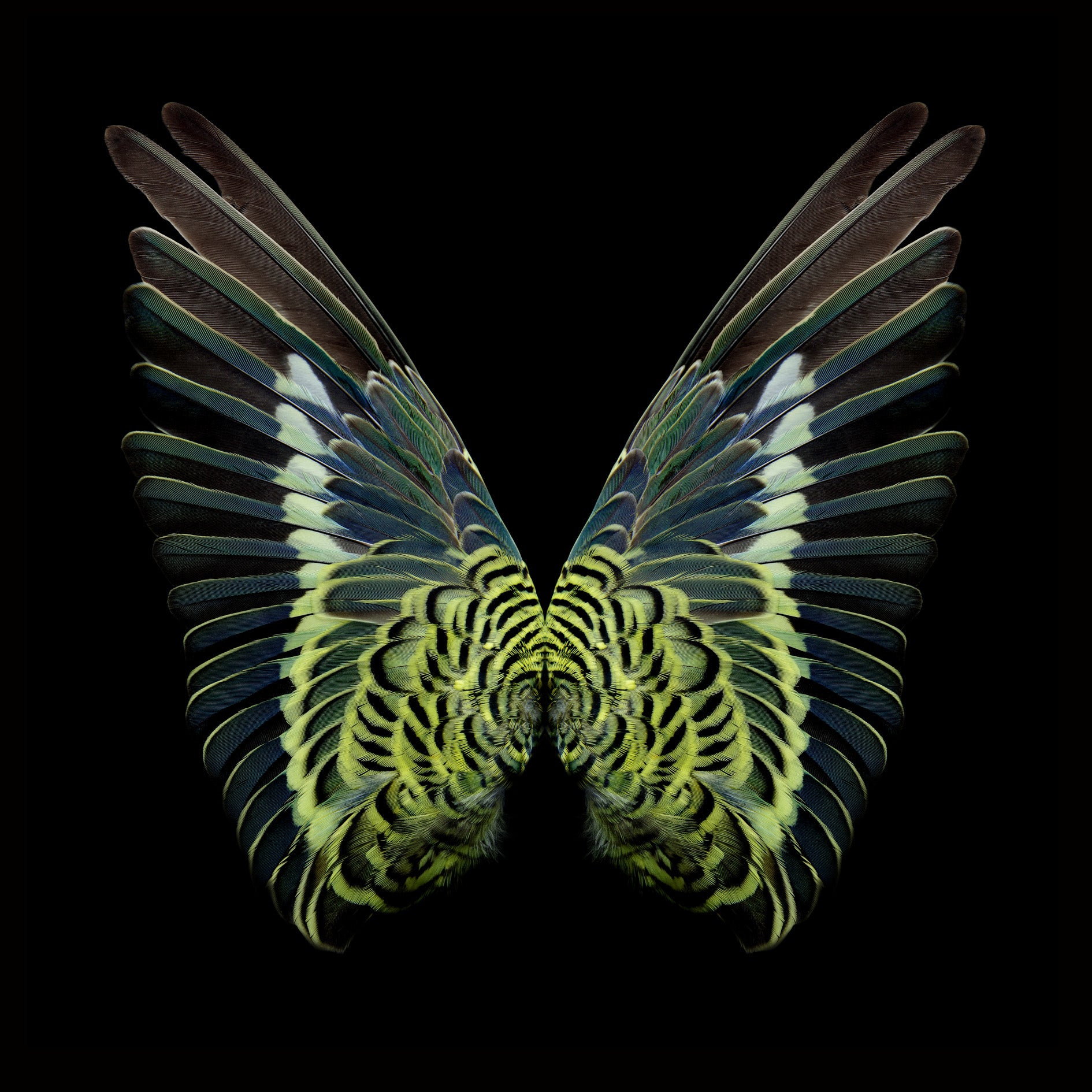 Gareth Hayward- Artist- New species 1, Print, Digital - TAP Galleries 